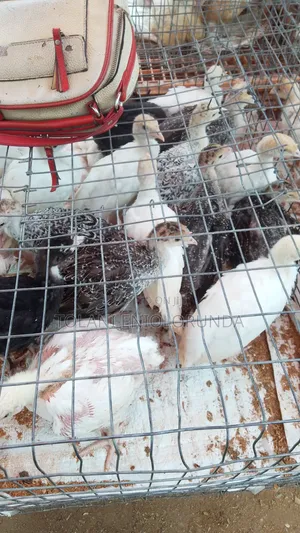 Day Old Chikens