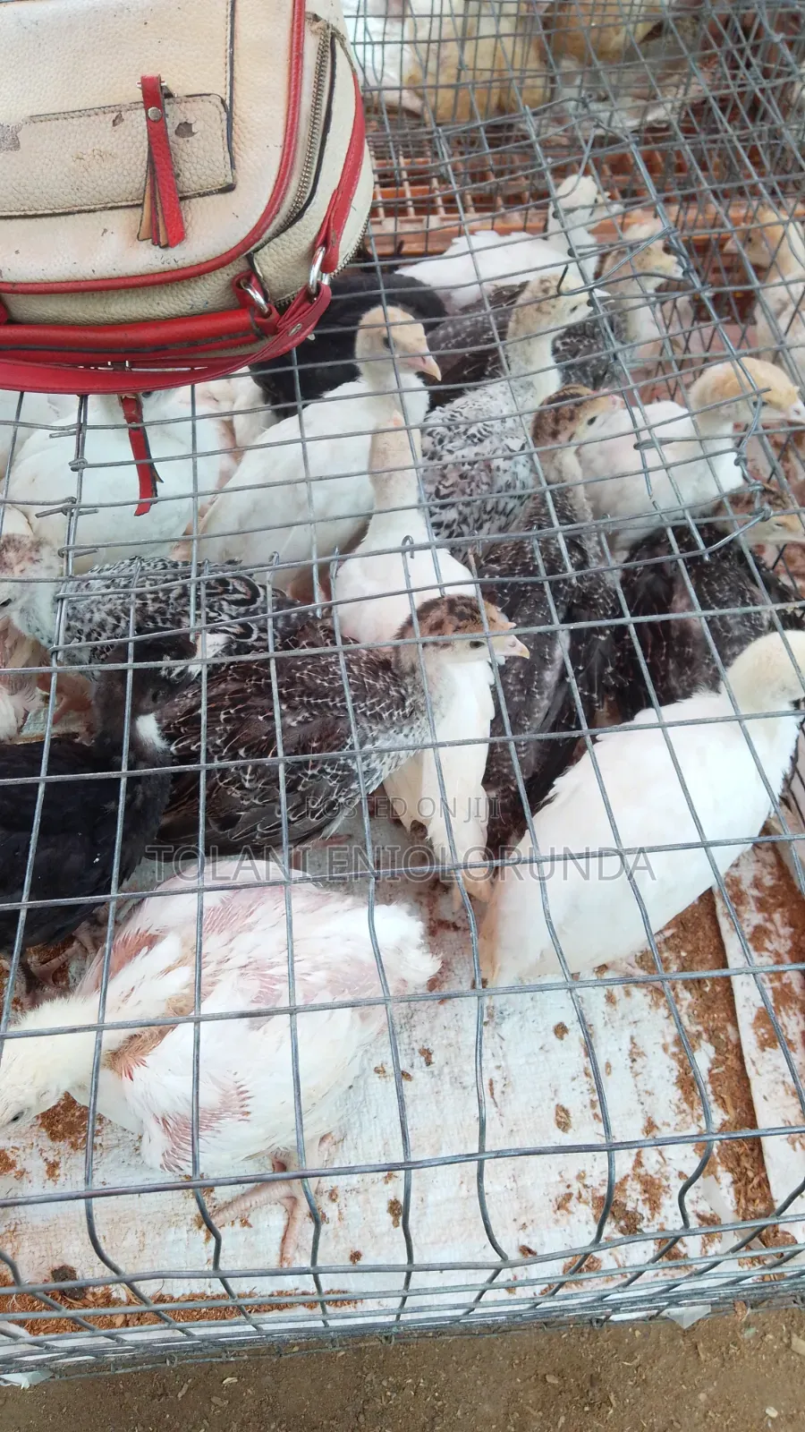 Day Old Chikens