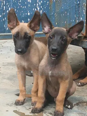 1-3 months Male Purebred Belgian Malinois
