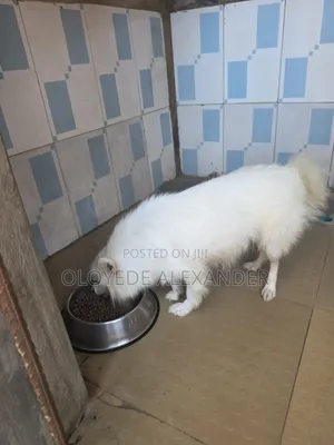 1+ year Female Purebred American Eskimo
