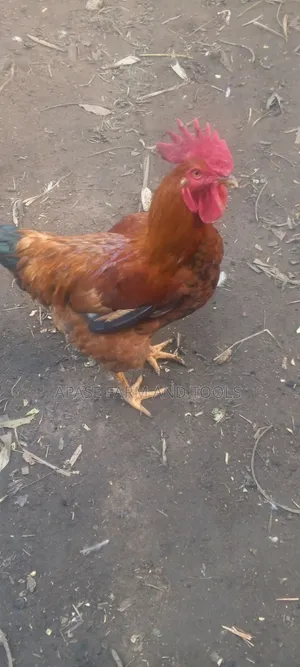 Big Noila Chicken for Sale in Good Health Condition