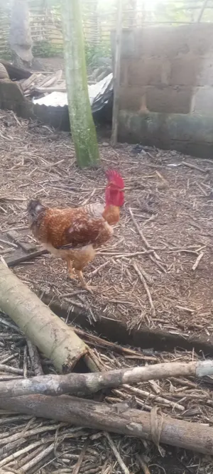 Big Noila Chicken for Sale in Good Health Condition