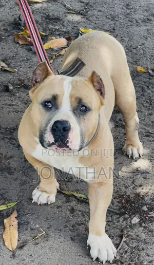 1+ year Male Purebred American Bully