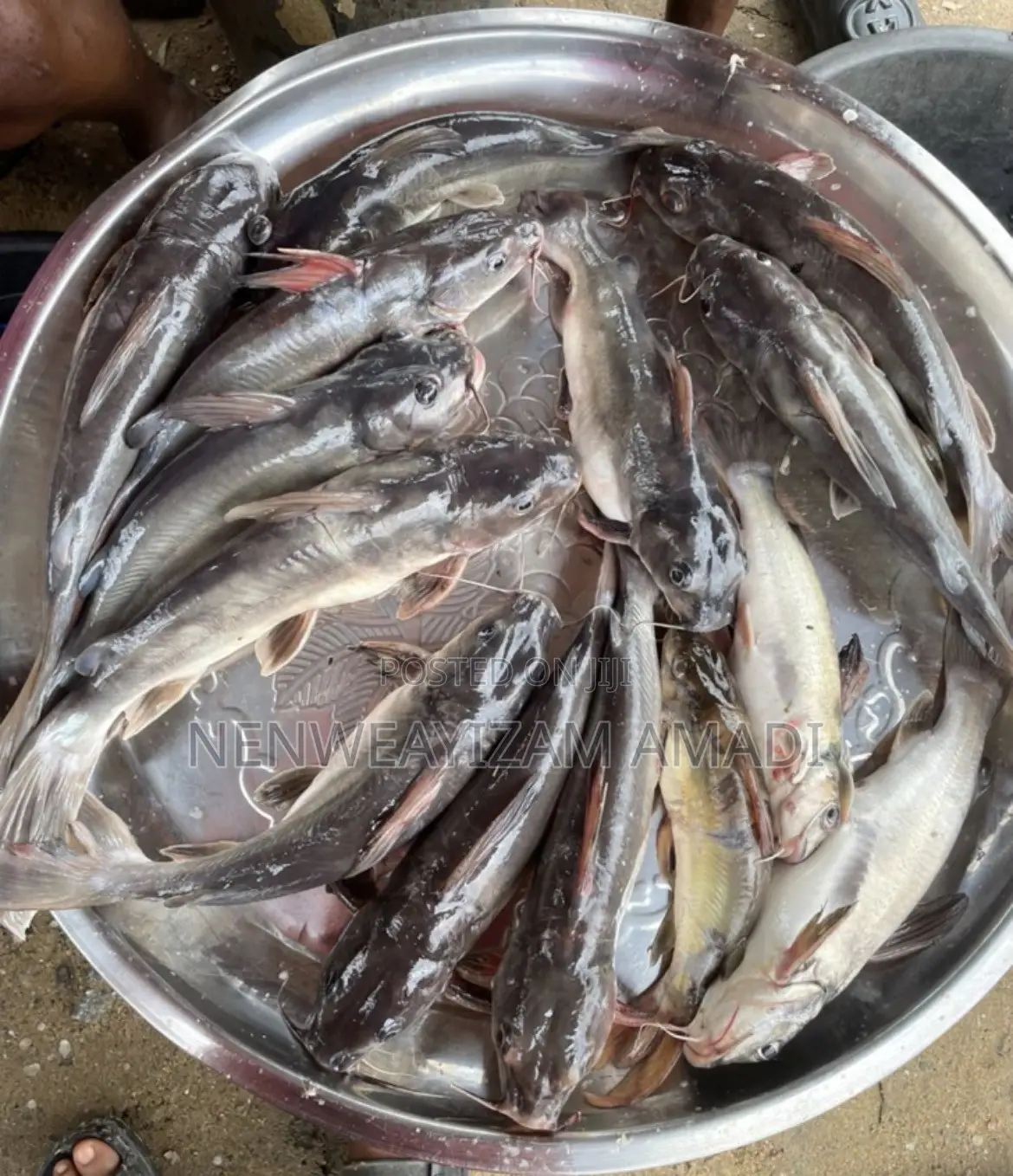 Fresh Fish