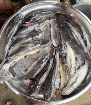 Fresh Fish