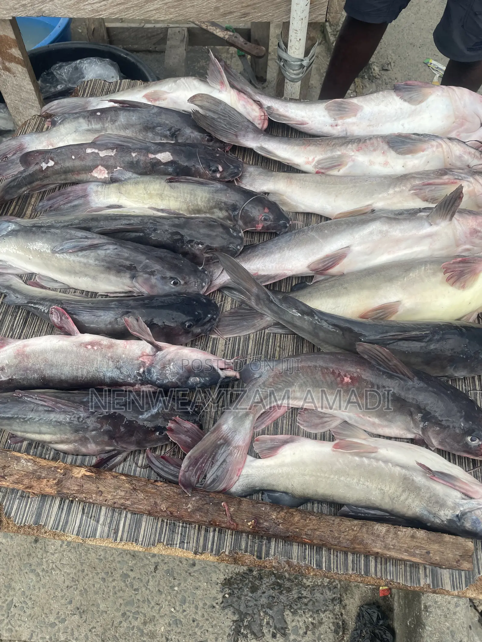 Fresh Fish