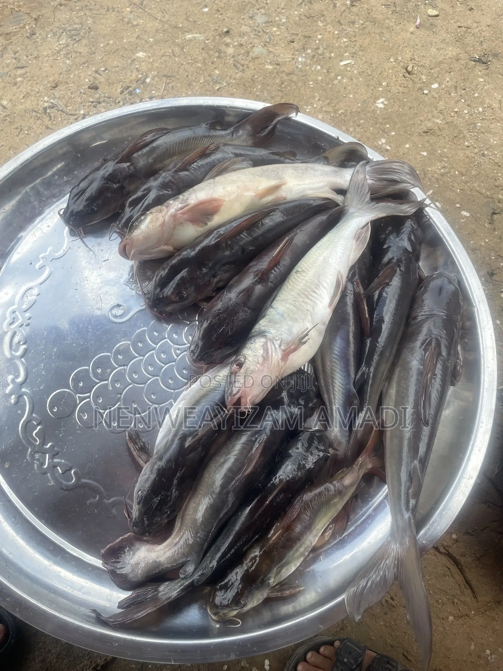 Fresh Fish