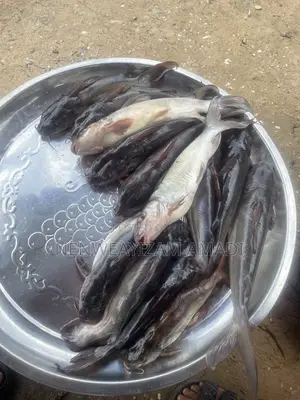 Fresh Fish