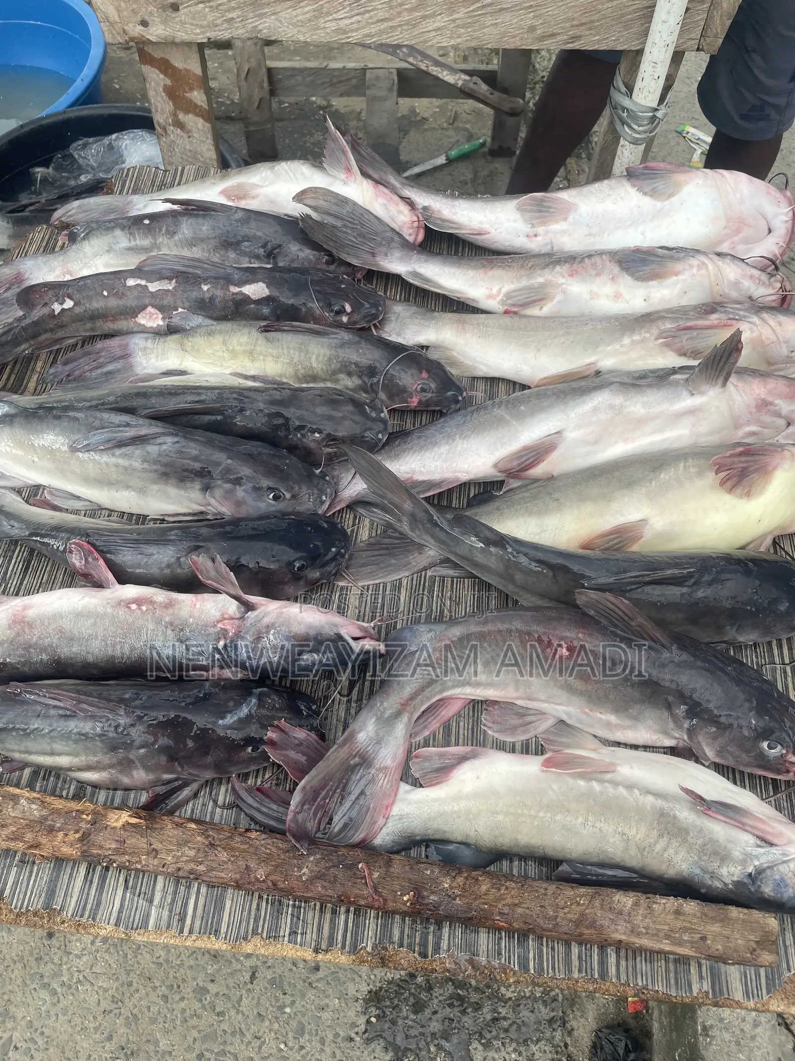 Fresh Fish