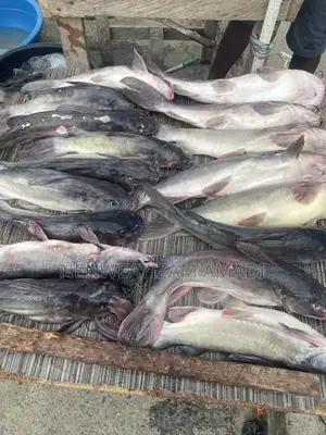 Fresh Fish