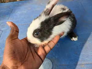 Adorable Kit Rabbits for Sale – Healthy Pet Bunny