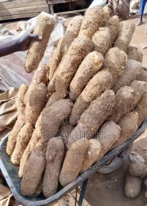Fresh and Juicy Yam