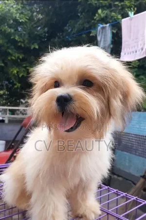 1-3 months Female Mixed Breed Shih Tzu