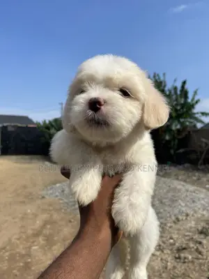 1-3 months Female Purebred Lhasa Apso