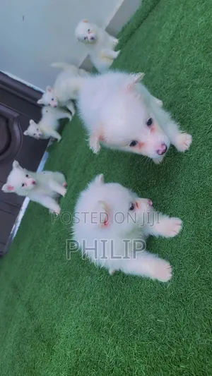 0-1 month Female Purebred American Eskimo