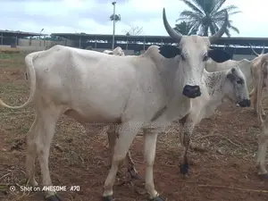 Experienced Livestock Farm Worker Needed