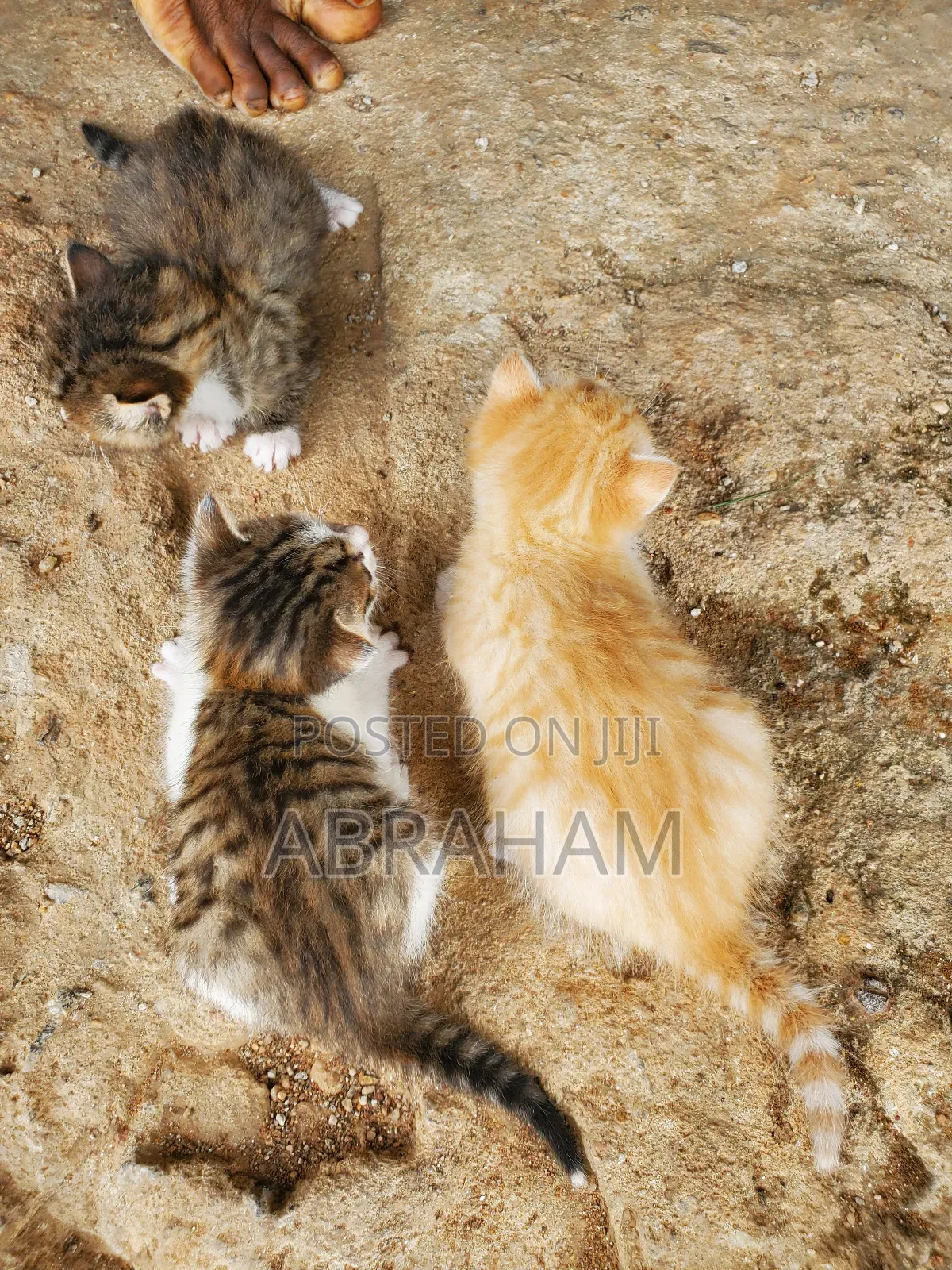 1-3 months Male Mixed Breed Tabby
