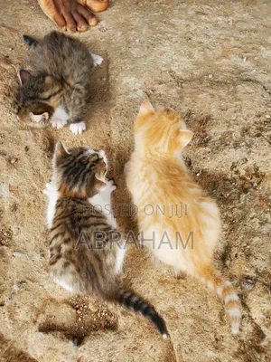 1-3 months Male Mixed Breed Tabby