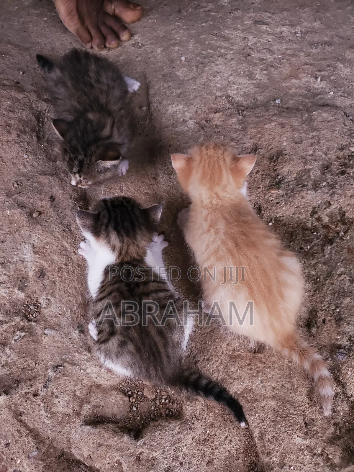 1-3 months Male Mixed Breed Tabby