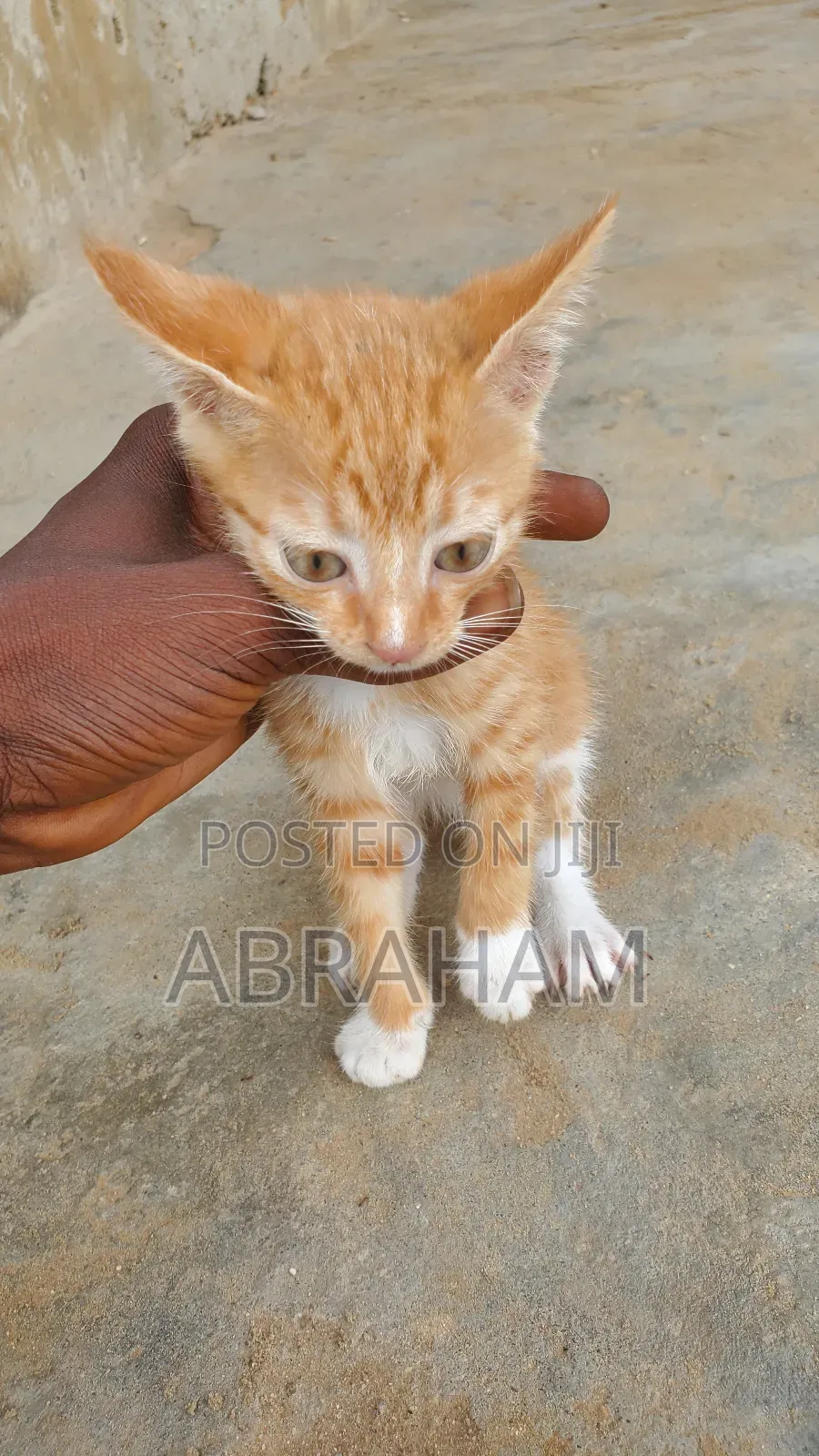 1-3 months Male Mixed Breed Tabby