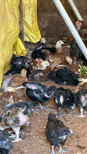 Noiler Chicks