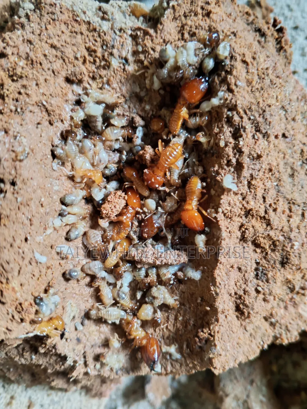 Termite Treatment