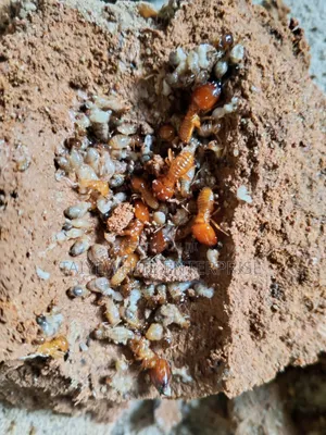 Termite Treatment