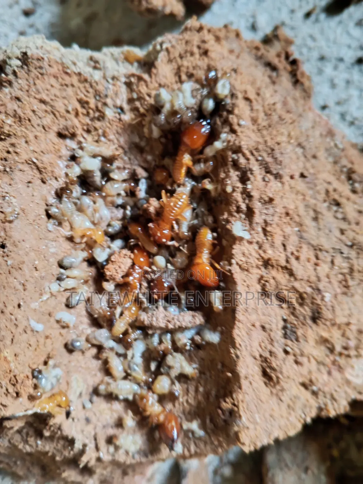 Termite Treatment