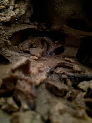 Termite Treatment
