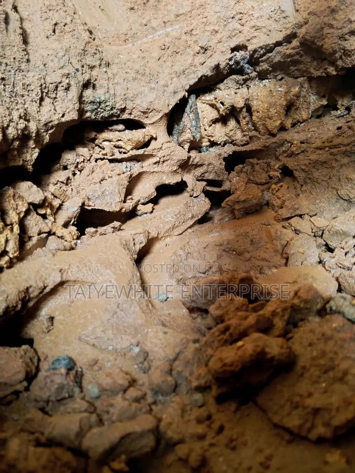 Termite Treatment