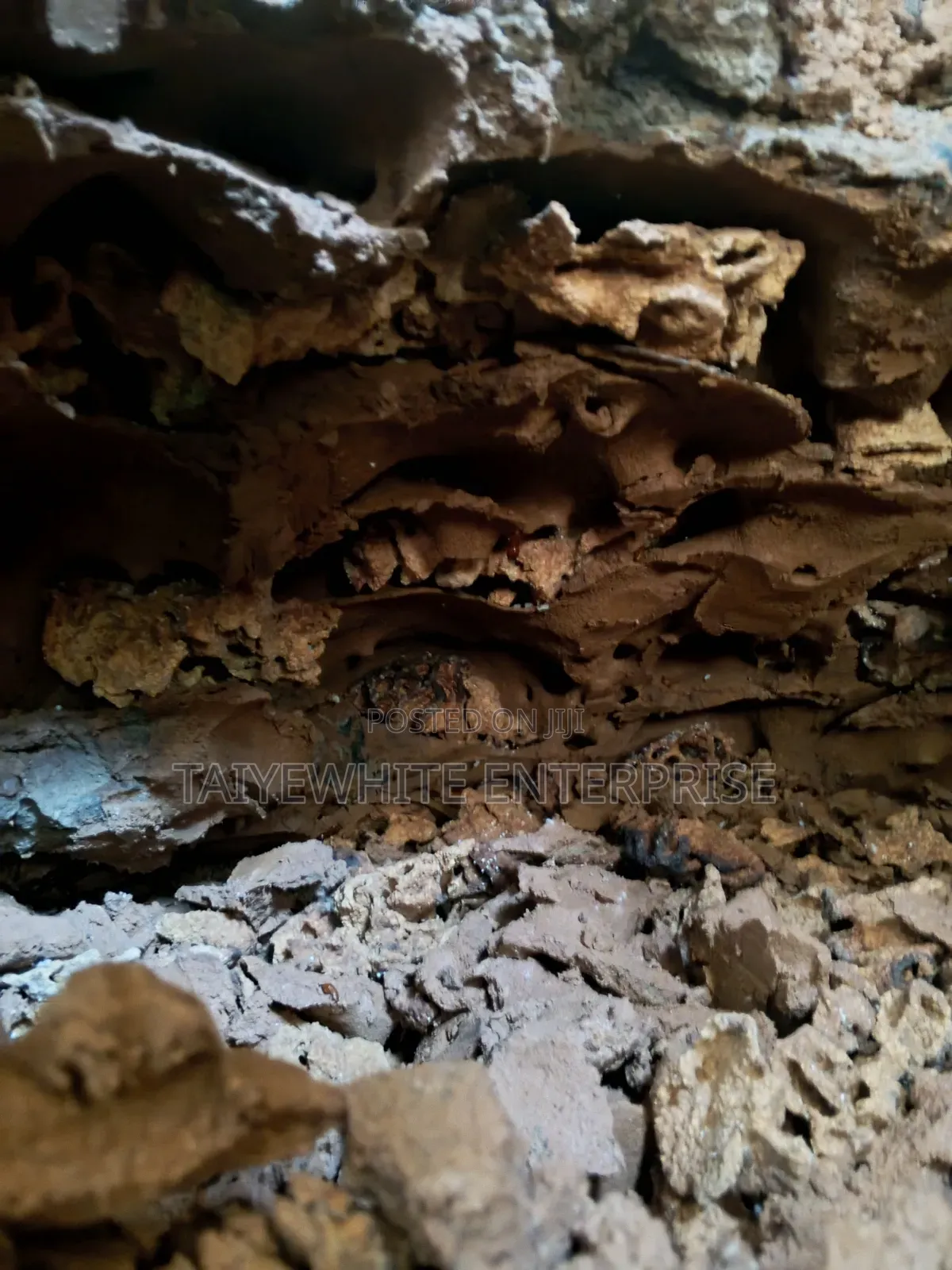 Termite Treatment