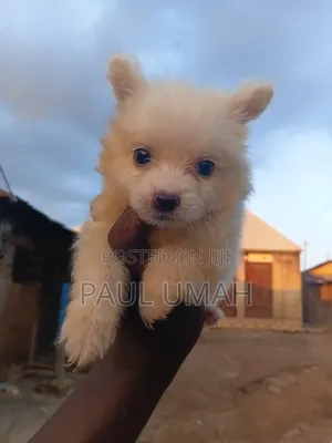 1-3 months Male Purebred American Eskimo