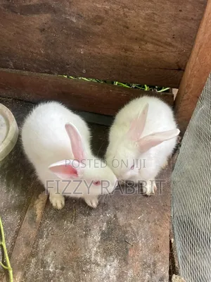 Healthy Rabbit Available