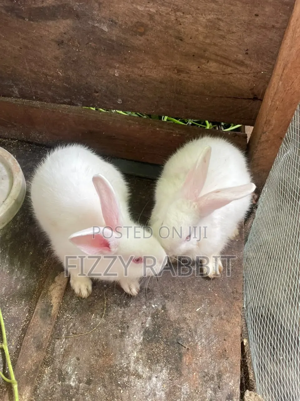 Healthy Rabbit Available