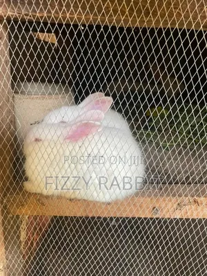 Healthy Rabbit Available