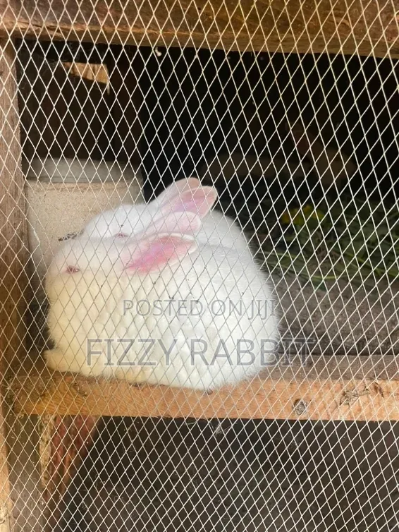 Healthy Rabbit Available