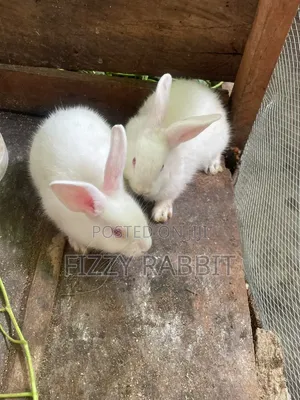 Healthy Rabbit Available