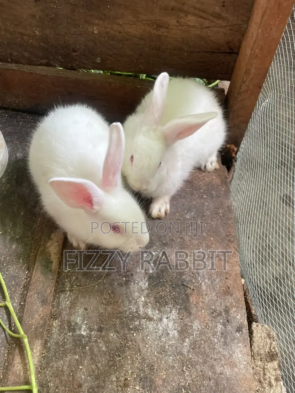 Healthy Rabbit Available