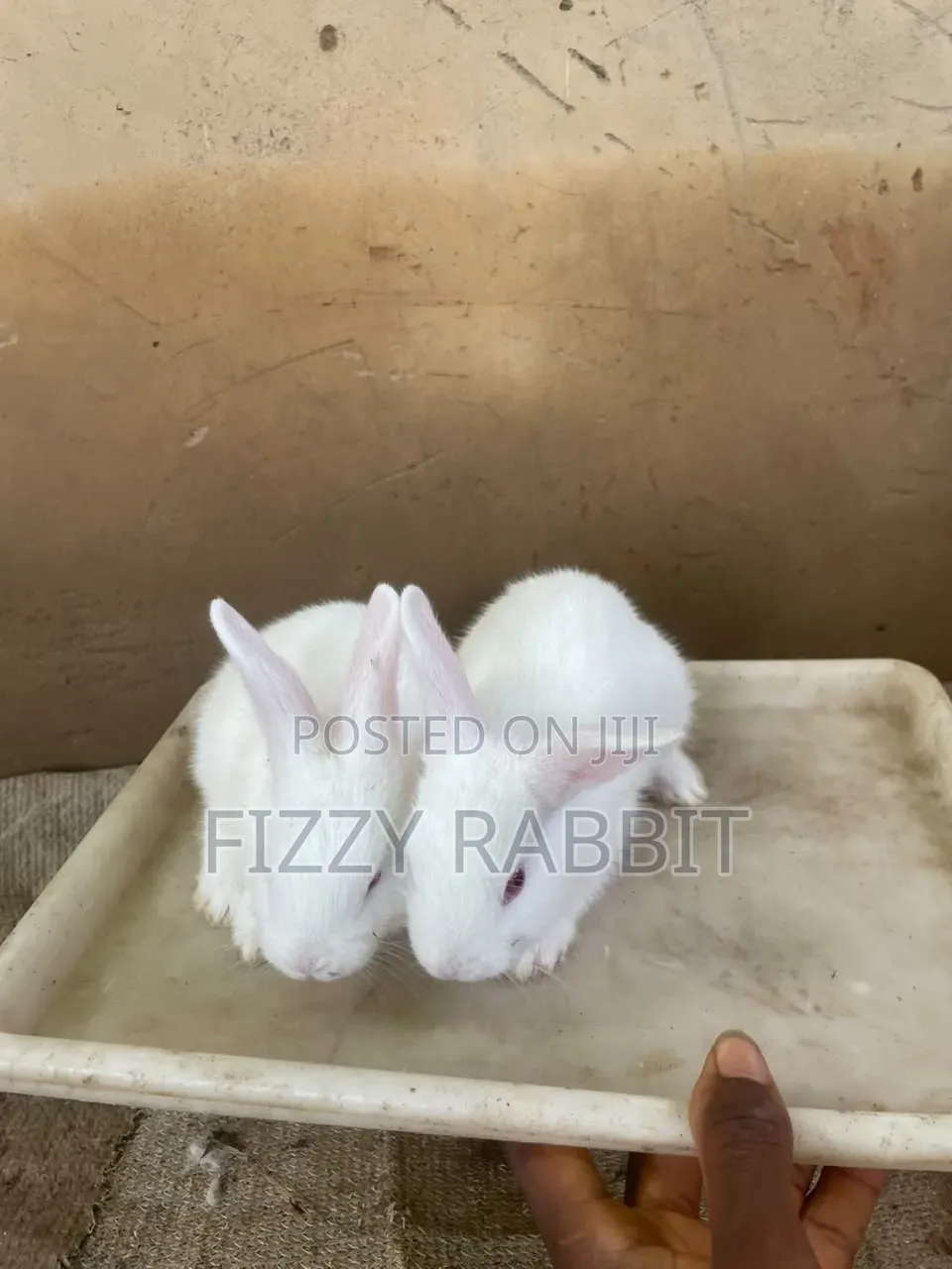 Healthy Rabbit Available
