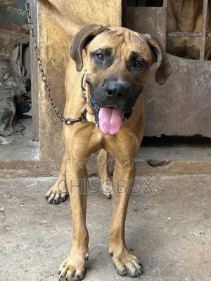 1+ year Male Purebred Boerboel