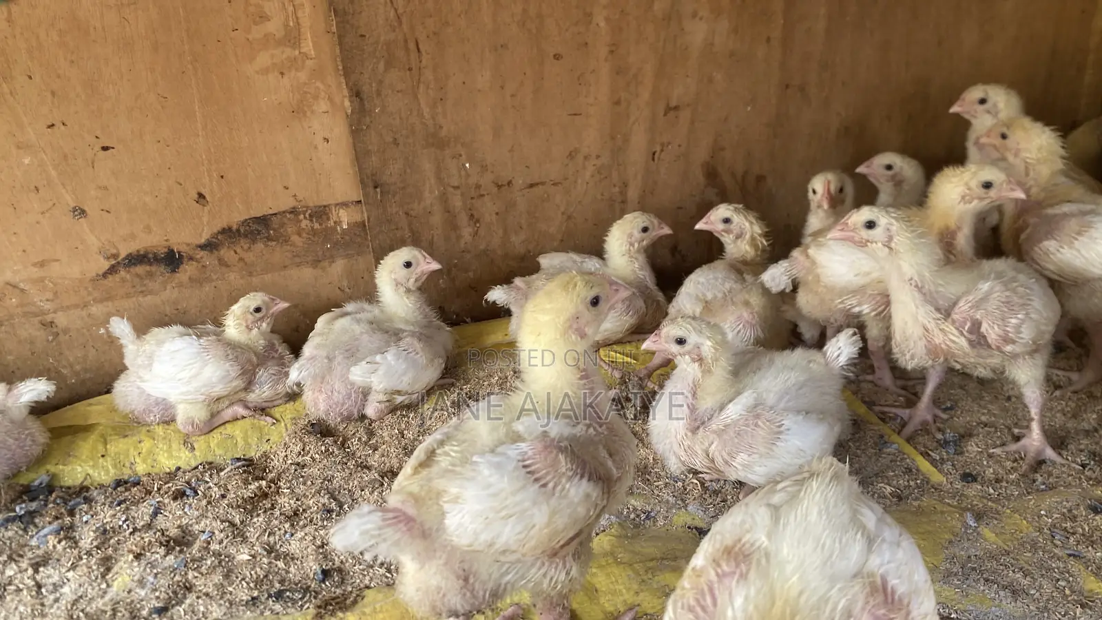 2 Weeks Broilers for Sale.