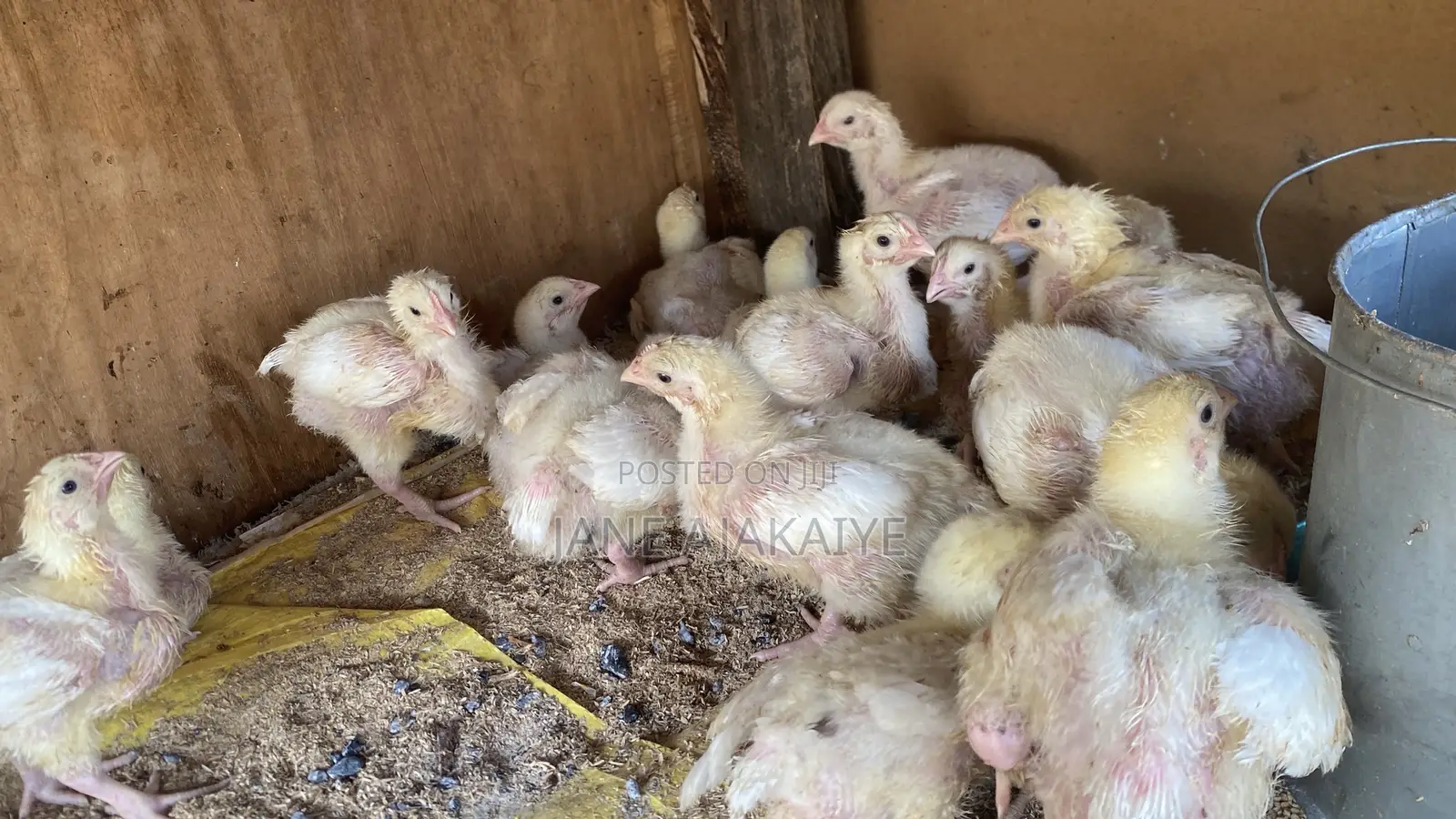 2 Weeks Broilers for Sale.