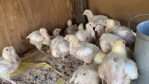 2 Weeks Broilers for Sale.