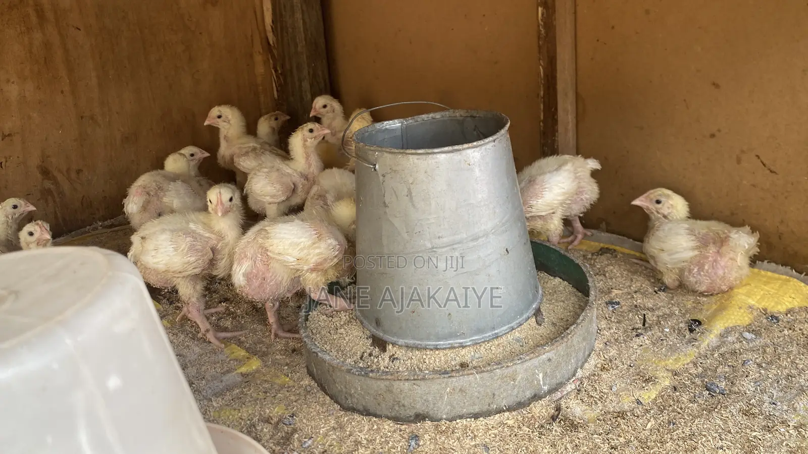 2 Weeks Broilers for Sale.