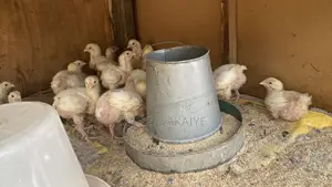 2 Weeks Broilers for Sale.