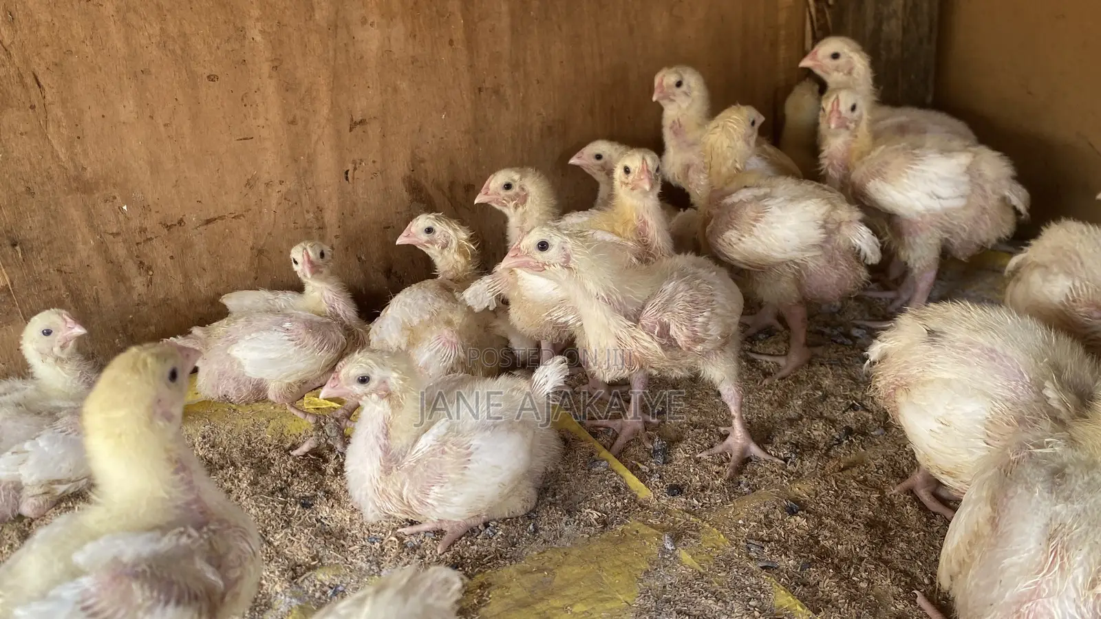 2 Weeks Broilers for Sale.