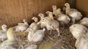 2 Weeks Broilers for Sale.