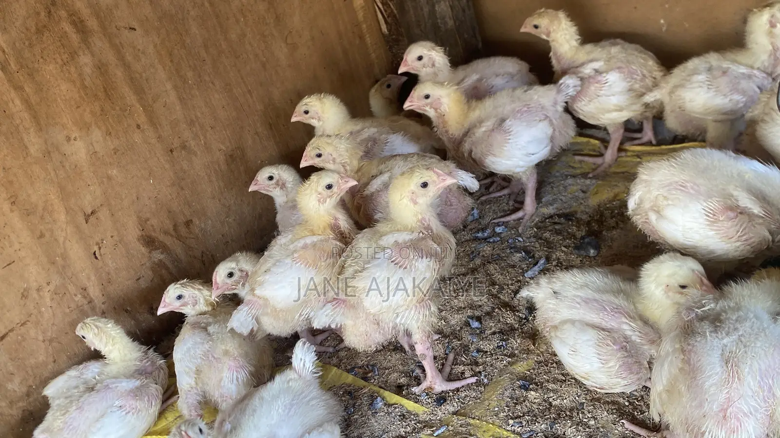 2 Weeks Broilers for Sale.