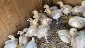 2 Weeks Broilers for Sale.