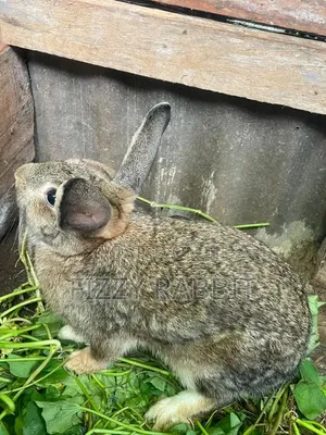 Available Rabbit